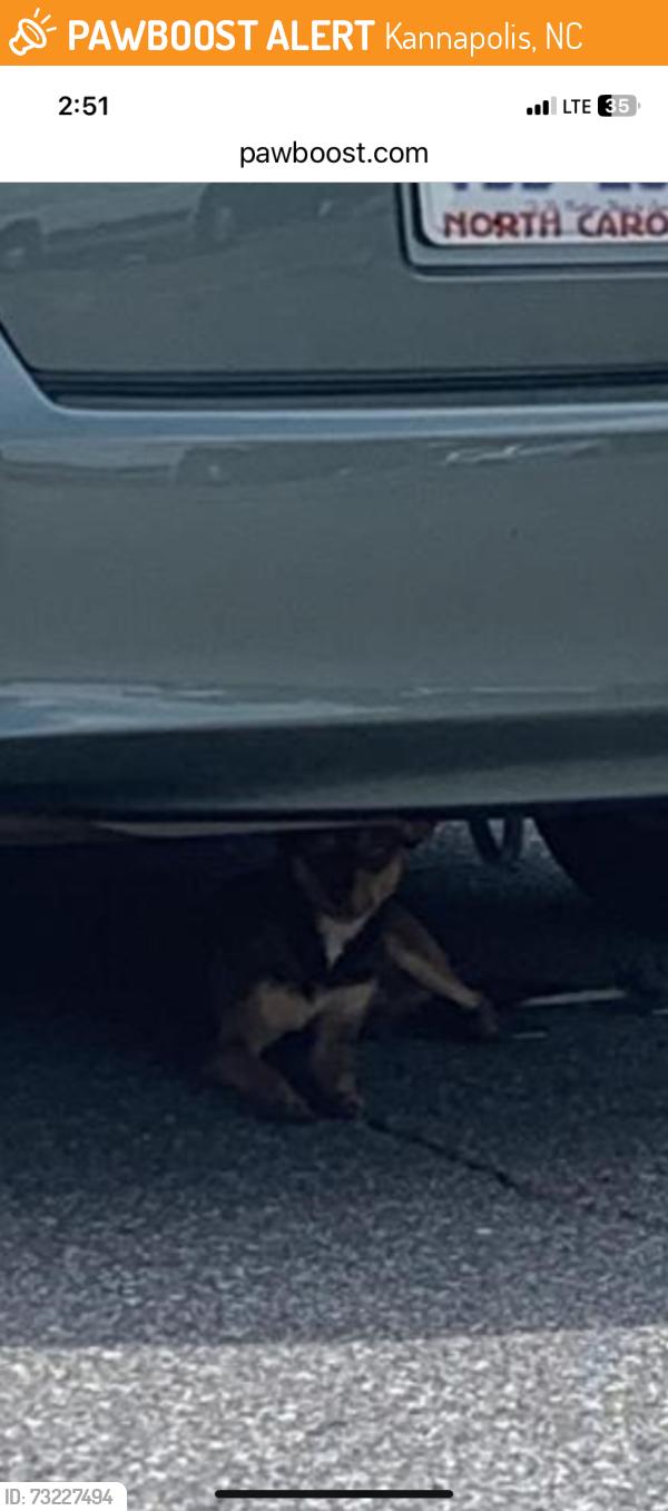 Found/Stray Unknown Dog last seen Goldston St, Kannapolis, NC 28081