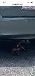 Found/Stray Unknown Dog last seen Goldston St, Kannapolis, NC 28081