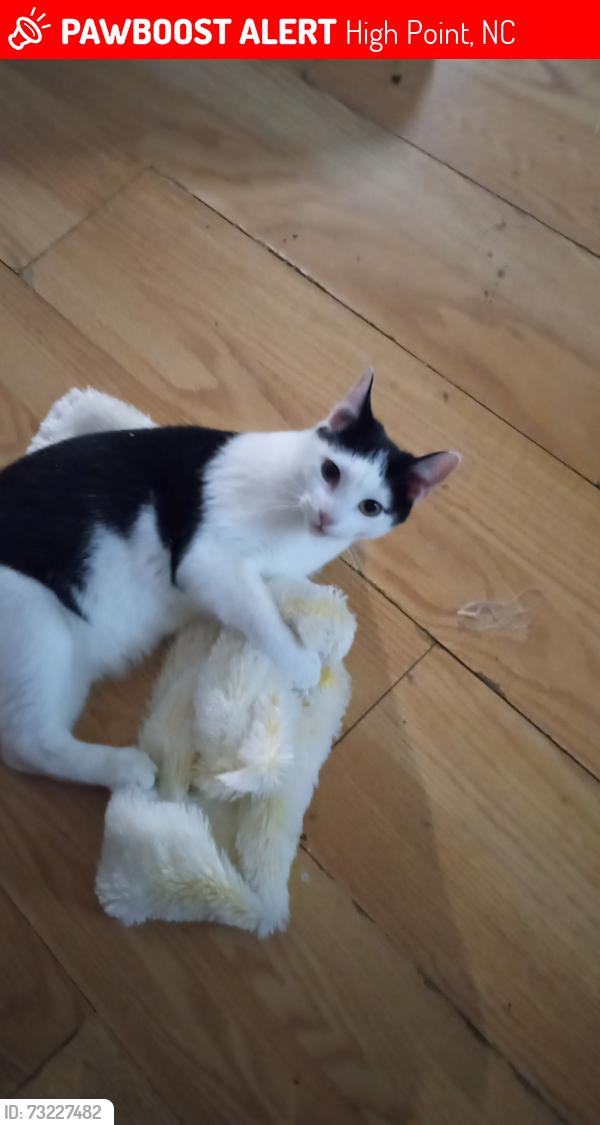 Lost Male Cat last seen Near Oxford & Idol St, High Point, NC 27262