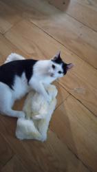 Lost Male Cat last seen Near Oxford & Idol St, High Point, NC 27262