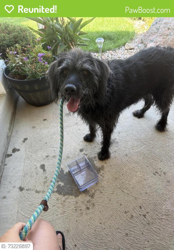 Reunited Female Dog last seen Locust Dr, Roxborough Park, CO 80125