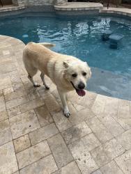 Found/Stray Male Dog last seen 67th and Deer Valley, Glendale, AZ 85308