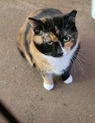 Reunited Female Cat last seen Forest Hill rd & Sun Valley Dr, Leola, PA 17540