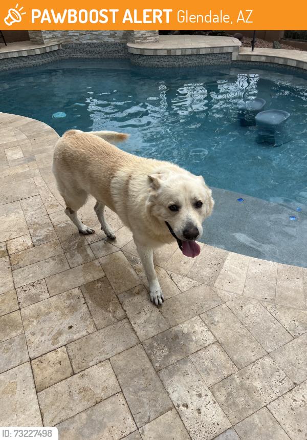 Found/Stray Male Dog last seen 67th and Deer Valley, Glendale, AZ 85308