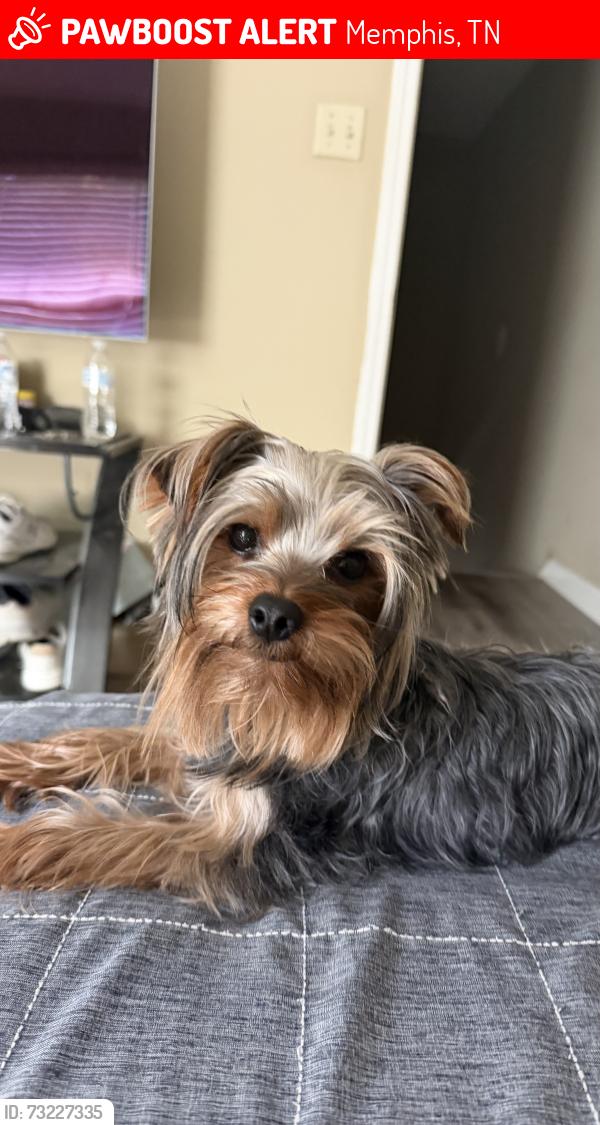 Lost Female Dog last seen Near Brady Hollow Ln, Memphis, TN 38016