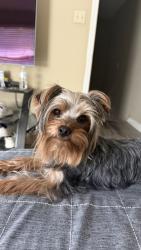 Lost Female Dog last seen Near Brady Hollow Ln, Memphis, TN 38016