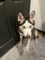 Found/Stray Male Dog last seen Trail Lake Dr and Granbury Rd, Fort Worth, TX 76133