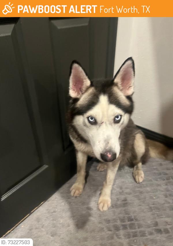 Found/Stray Male Dog last seen Trail Lake Dr and Granbury Rd, Fort Worth, TX 76133