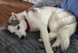 Reunited Female Dog last seen Near street, Queens, NY 11378