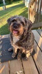 Lost Female Dog last seen There’s a bridge right past county bobs, it’s the road right after that bridge., Saint James, MO 65559