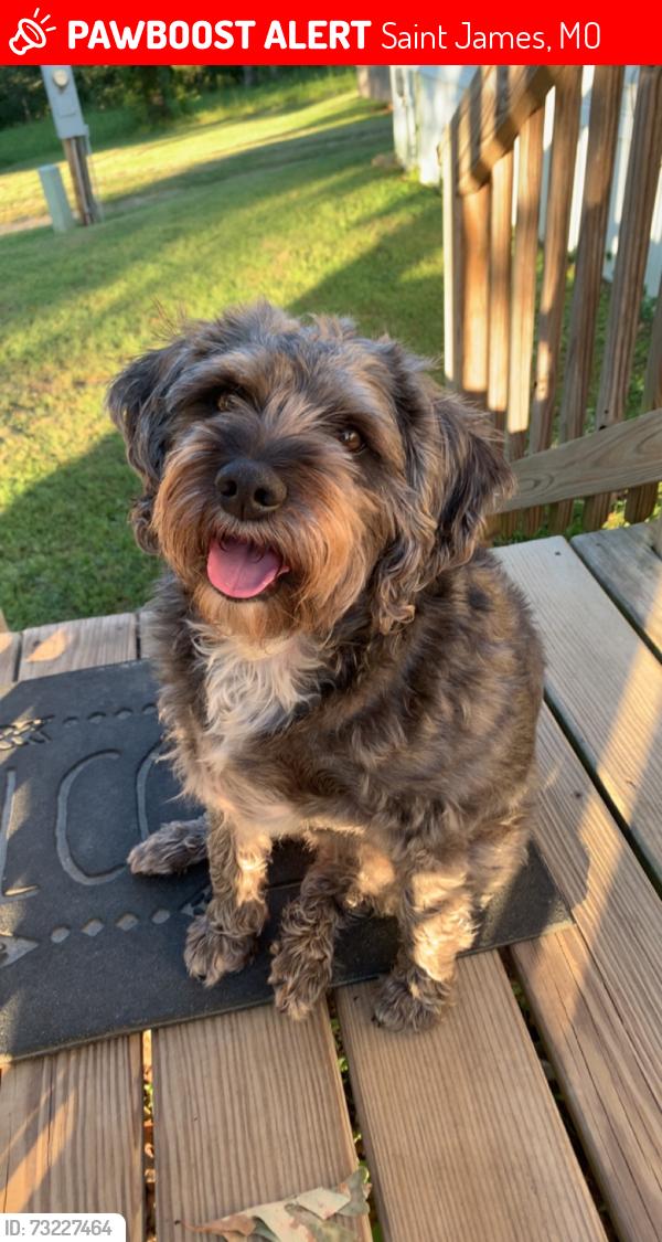 Lost Female Dog last seen There’s a bridge right past county bobs, it’s the road right after that bridge., Saint James, MO 65559
