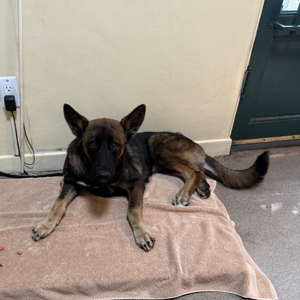 Shelter Stray Female Dog last seen , 361 S Raymond Ave, Pasadena, CA 91105, USA