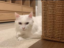 Lost Female Cat last seen Sandpiper Drive Houndstone, 薩默塞特, 英格蘭 BA22 8FN