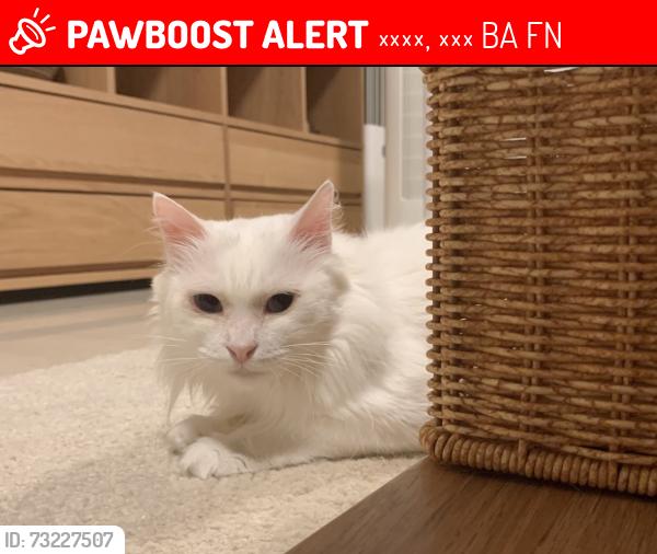 Lost Female Cat last seen Sandpiper Drive Houndstone, 薩默塞特, 英格蘭 BA22 8FN