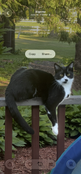 Lost Male Cat last seen Near County Road K, Oshkosh, WI, Oshkosh, WI 54904