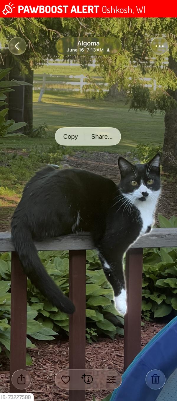 Lost Male Cat last seen Near County Road K, Oshkosh, WI, Oshkosh, WI 54904