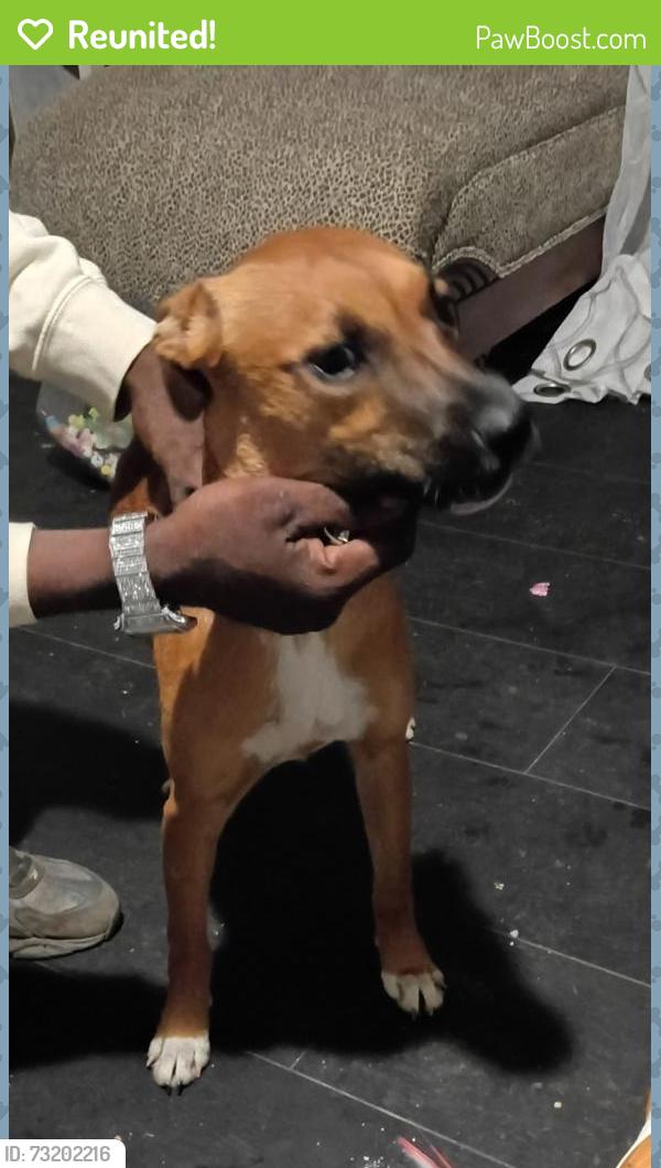 Reunited Female Dog last seen McDonald's on Broad River, Columbia, SC 29210