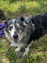 Reunited Unknown Dog last seen Glenewinkel Rd, Seguin, TX 78155
