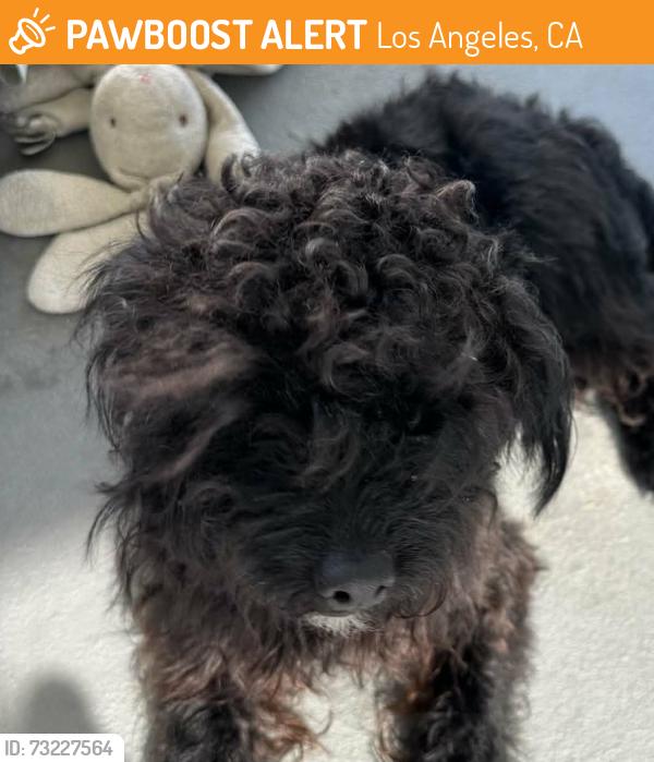 Found/Stray Male Dog last seen Compton, Los Angeles, CA 90012