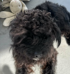 Found/Stray Male Dog last seen Compton, Los Angeles, CA 90012