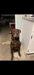 Reunited Male Dog last seen Silo and Valley spring. Ran towards Cravens we think, Arlington, TX 76018