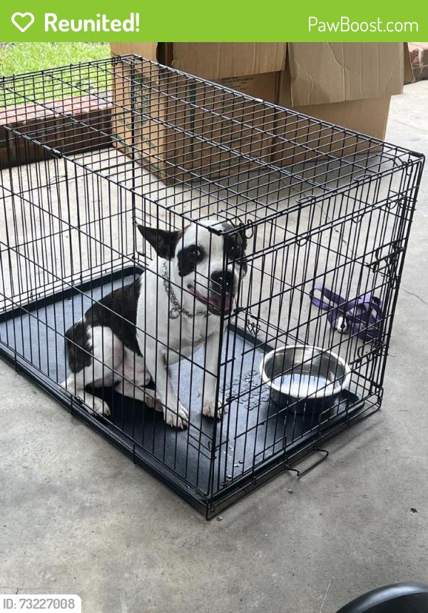 Reunited Male Dog last seen Near St Louis St, Fayetteville, NC 28314, USA, Fayetteville, NC 28314