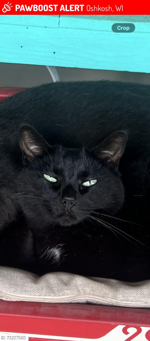 Lost Female Cat last seen Near County Road K, Oshkosh, WI, Oshkosh, WI 54904