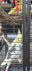 Lost Male Bird last seen Kenmore and lincoln, Buffalo, NY 14216