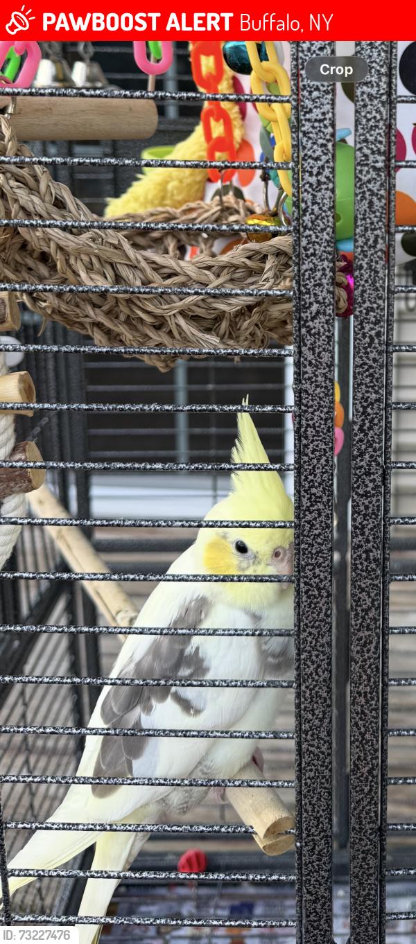 Lost Male Bird last seen Kenmore and lincoln, Buffalo, NY 14216