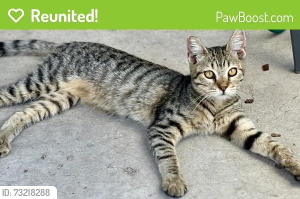 Reunited Female Cat last seen Vasili ln, Beaumont, CA 92223