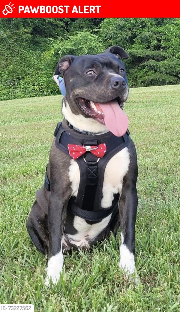 Lost Male Dog last seen Mountain View Church Rd, Anderson County, SC 29626