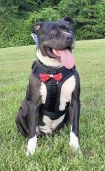 Lost Male Dog last seen Mountain View Church Rd, Anderson County, SC 29626