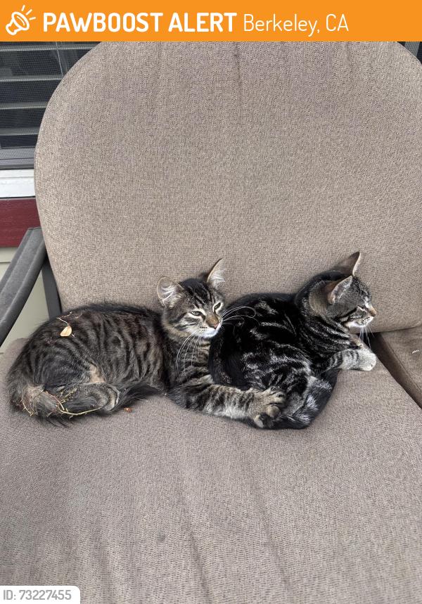 Found/Stray Unknown Cat last seen 7th and University, Berkeley, CA 94710