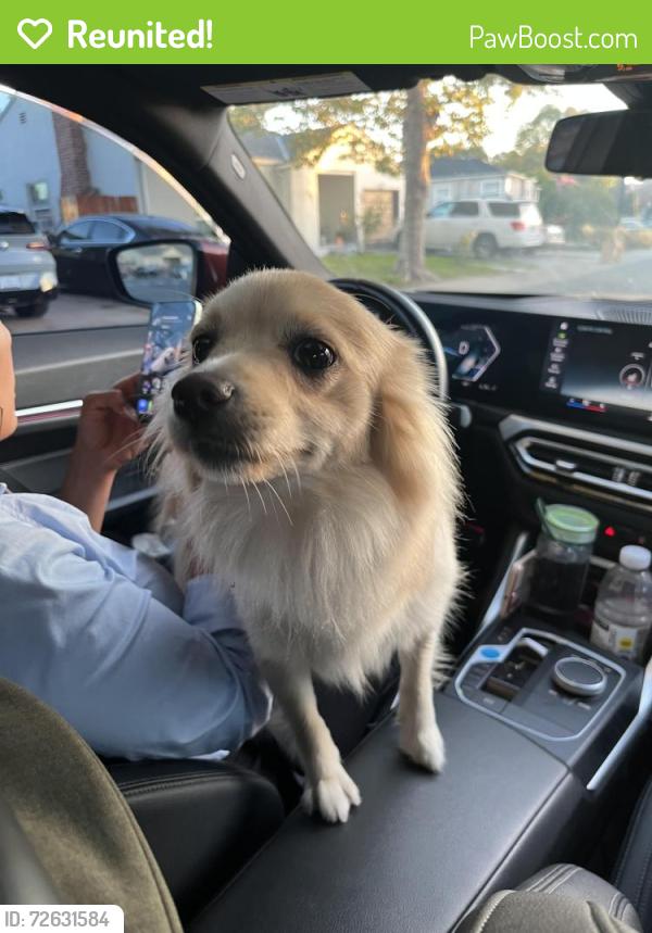 Reunited Unknown Dog last seen Reposo Drive & Catron Drive, Oakland, CA 94603, Oakland, CA 94607