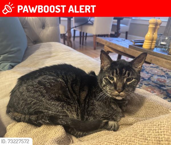 Lost Male Cat last seen Underwood St and Connecticut Ave, Chevy Chase Section Five, MD 20815