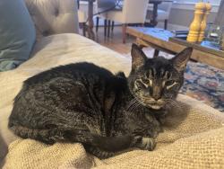Lost Male Cat last seen Underwood St and Connecticut Ave, Chevy Chase Section Five, MD 20815
