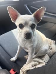Reunited Male Dog last seen E St and Lincoln Anaheim, Anaheim, CA 92805