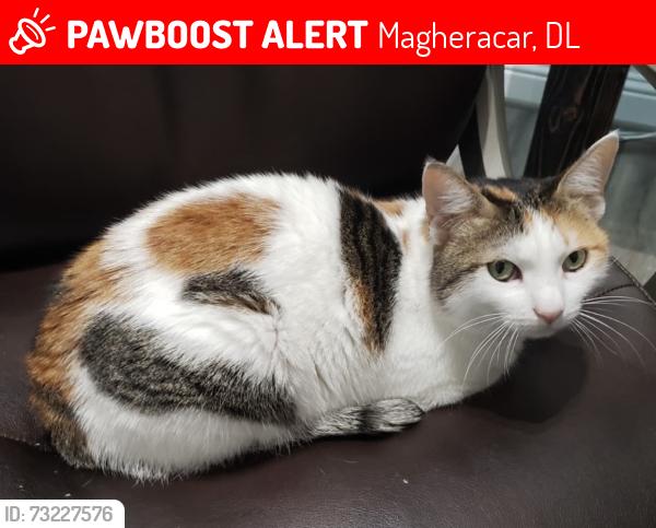 Lost Female Cat last seen Bundoran tidal pool, Magheracar, DL 