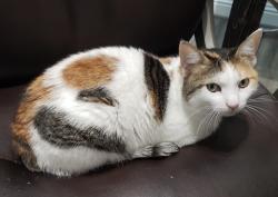 Lost Female Cat last seen Bundoran tidal pool, Magheracar, DL 