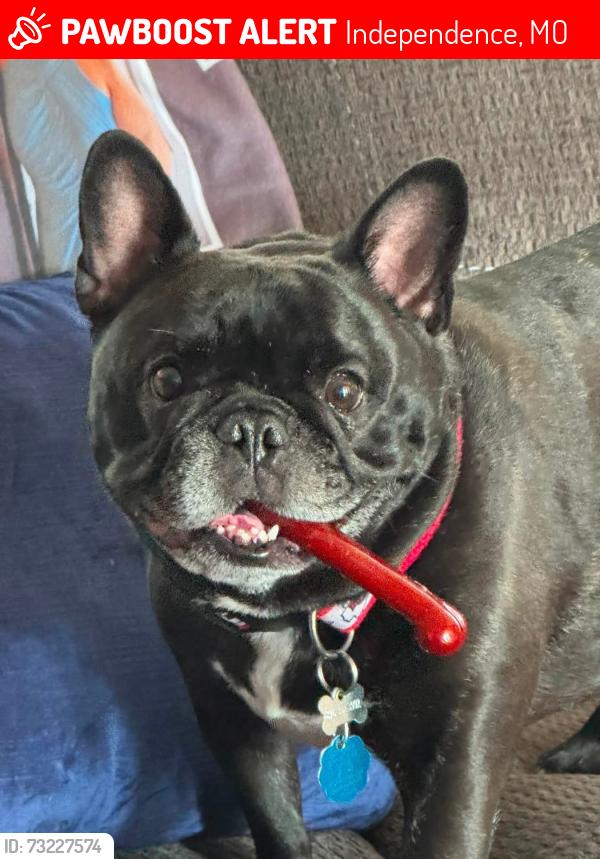 Lost Male Dog last seen Bundschu & Powell Road. Also spotted by E 30th Terrace & RD MIZE, Independence, MO 64056