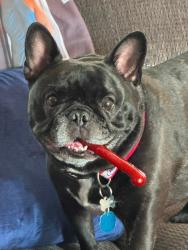 Lost Male Dog last seen Bundschu & Powell Road. Also spotted by E 30th Terrace & RD MIZE, Independence, MO 64056