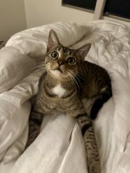 Lost Male Cat last seen Rockrose and Seton, Irvine, CA 92612