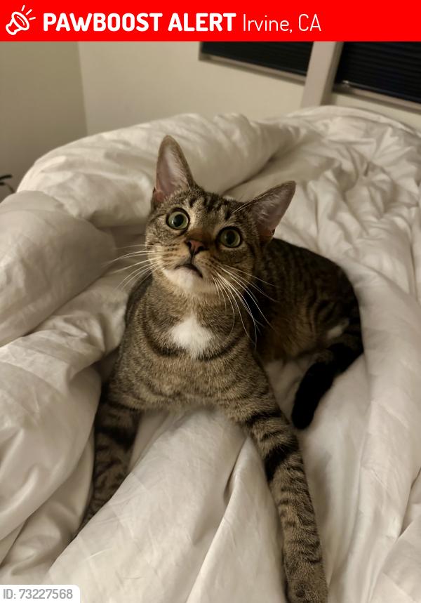 Lost Male Cat last seen Rockrose and Seton, Irvine, CA 92612