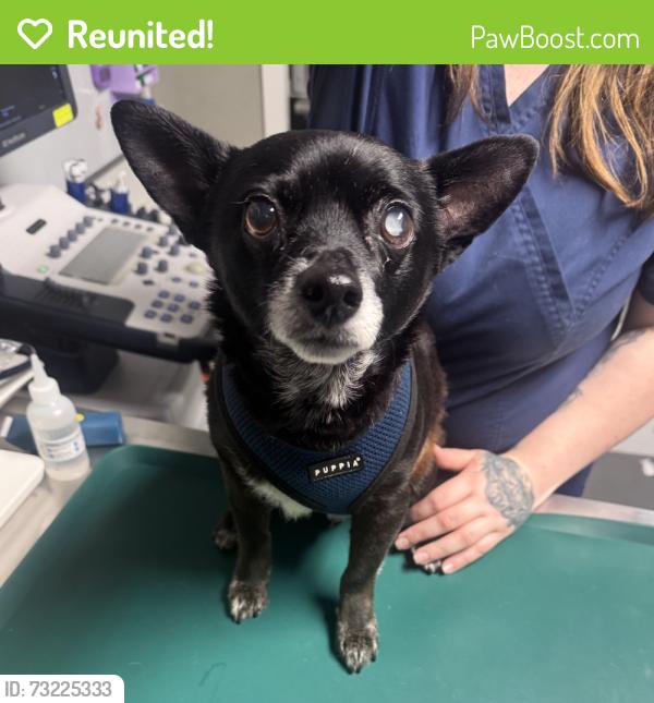 Reunited Male Dog last seen Grove Ave and N 5th St., Castro Valley, CA 94546
