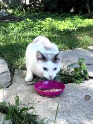 Found/Stray Male Cat last seen Avenue road and Gail street, Cambridge, ON 