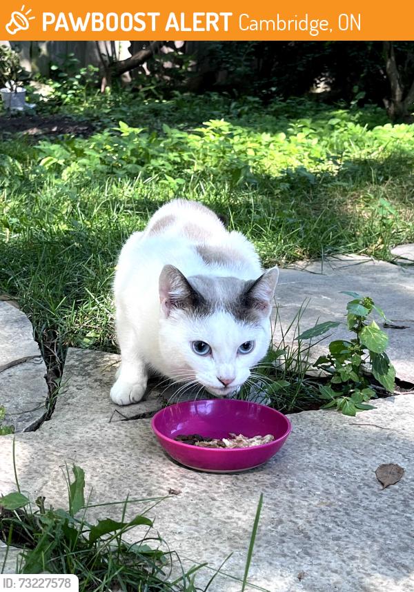 Found/Stray Male Cat last seen Avenue road and Gail street, Cambridge, ON 