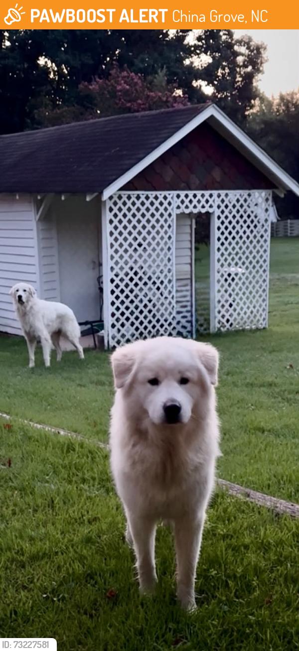 Found/Stray Male Dog last seen Five forks, China Grove, NC 28023