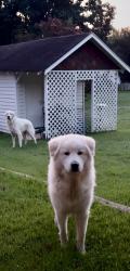 Found/Stray Male Dog last seen Five forks, China Grove, NC 28023