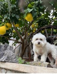 Reunited Male Dog last seen Creekmore Way & Satinwood Dr, San Jose, CA 95148