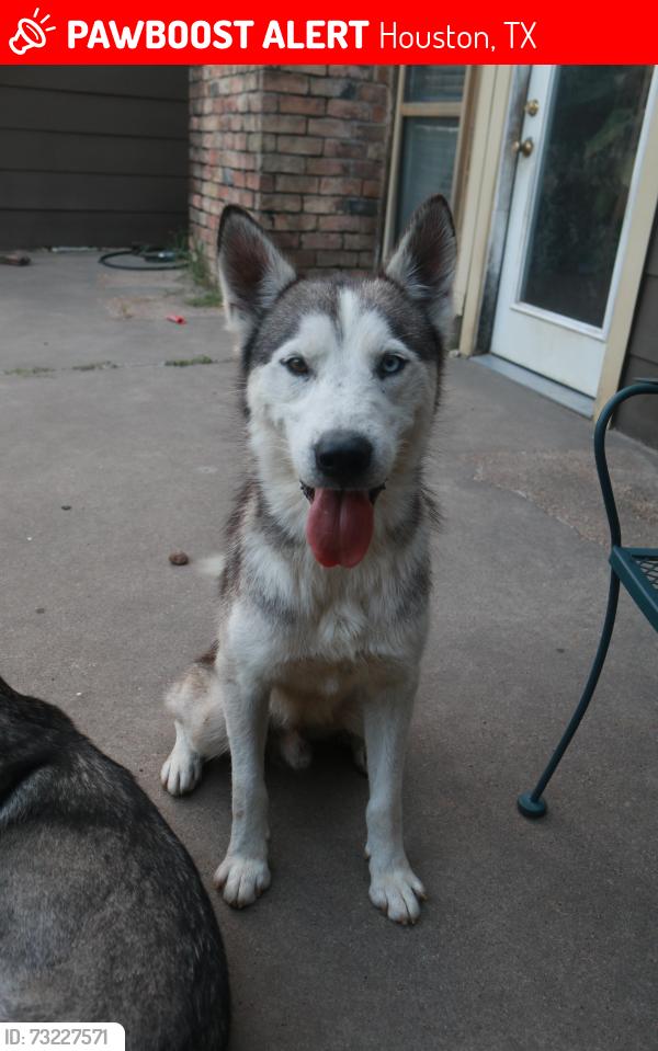 Lost Male Dog last seen Brittany Park Lane 77066, Houston, TX 77069